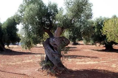 Dalu Not Only Holidays تراني